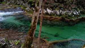 Magia verde
